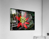 Euphorbia on Display  Acrylic Print