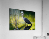 Heron on the Hunt  Acrylic Print