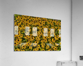 Black-eyed Susans  Acrylic Print