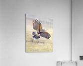 Harris hawk on the wing  Impression acrylique