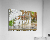 Green Heron doing dinner   Impression acrylique