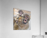  Barbary Macaques Monkey  Impression acrylique