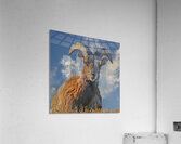Bighorn Sheep grazing  Acrylic Print
