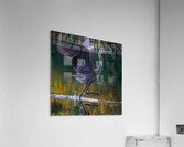 Blue heron  Acrylic Print