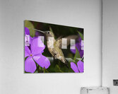 Hummer in the purple  Impression acrylique