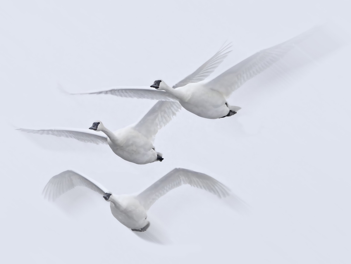 Impression de cadre personnalisé