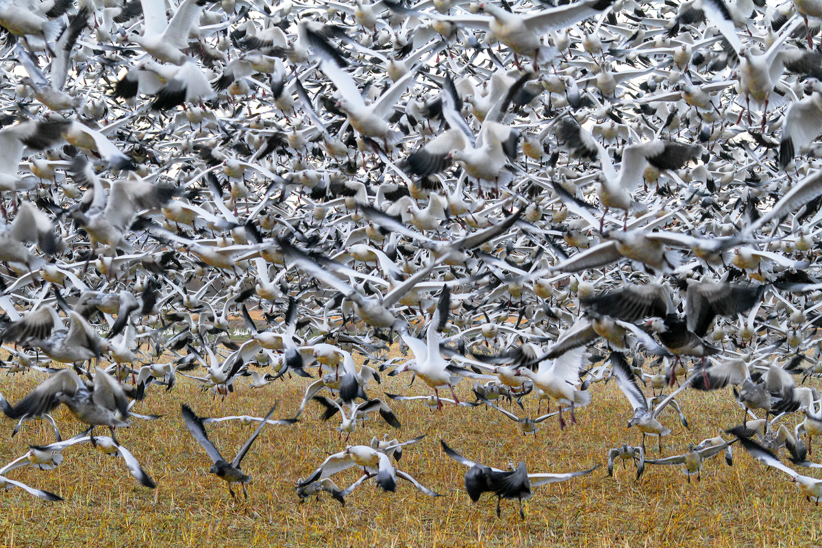 Impression de cadre personnalisé