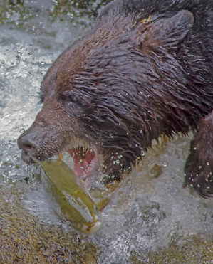Grizzly bear and dinner