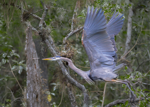 Everglades heron