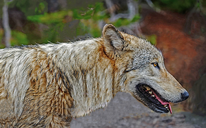 Wolf in the wild