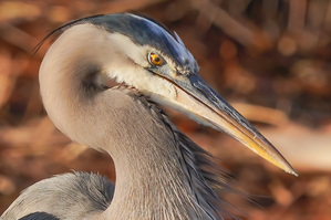 Great blue heron
