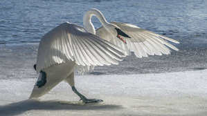 Swan on Guard
