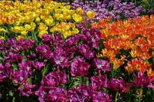 Red Tulip Mix