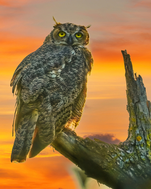 Owl standing watch