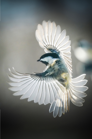 Small bird - big wings