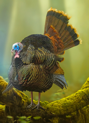 Turkey Gobbler