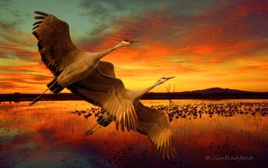 Sandhill Cranes at the Bosque