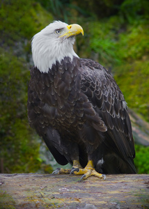 Bald eagle 