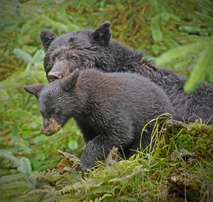 Mom and Cub