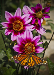 Dahlia flower and monarch