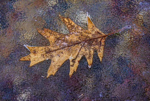 Oakleaf on ice