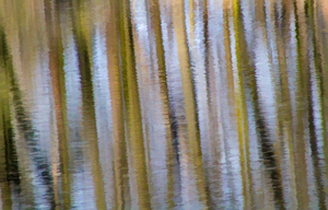 Ripples of the forest