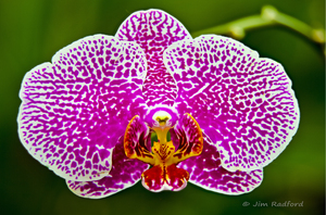 Pink Orchid