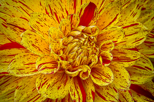 Multicolored Dahlia