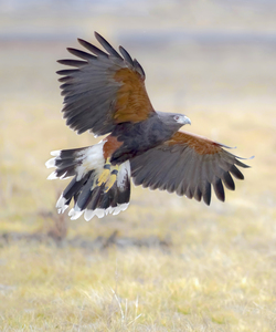 Harris hawk on the wing