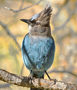 Steller Jay