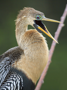 Juvenile Anhinga