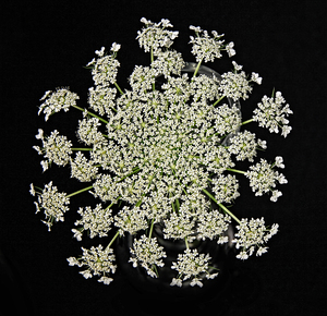 Wild Carrot Wildflower