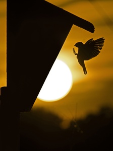 Tree Swallow
