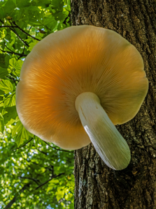  Elm Cap Mushroom