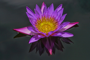 Purple pond Lilly