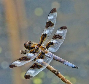  12-spot skimmer dragonfly