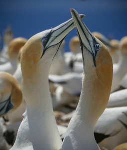 Northern Gannet