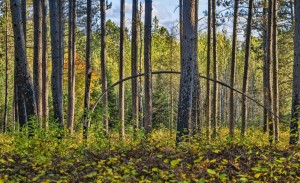 Stand of Trees