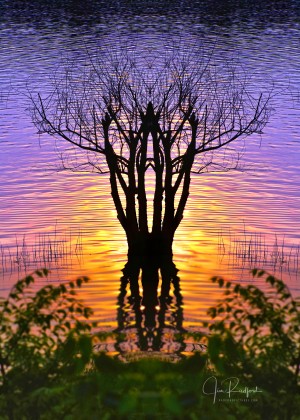 Lakeside sun on tree