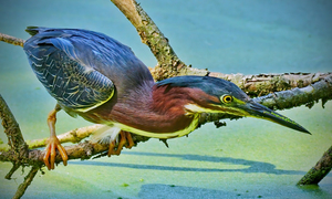  Green Heron