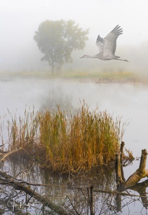 Crane on the Wing in Fog