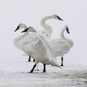 Swan group 
