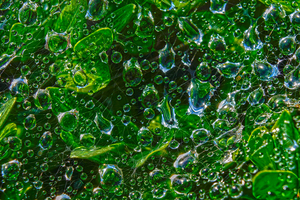 Water Drops