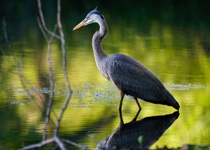 Blue Heron fishing