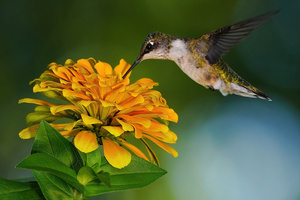 Hummer seeks the nectar