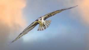 Osprey on the wing