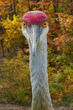 Big Eyes Sandhill Crane