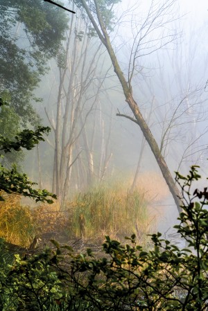Tilting Timber