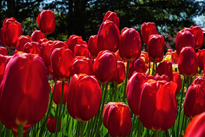 Red tulip parade 