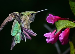 Hovering Hummer